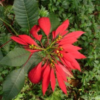 Euphorbia pulcherrima Willd. ex Klotzsch